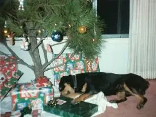 Woodrow napping under the Christmas tree among the presents