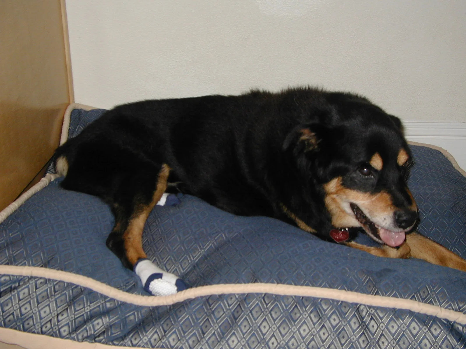 Woodrow relaxing on his bed, wearing his Power Paws socks
