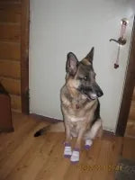 Rosie, a German Shepherd, sitting on a wood floor in her socks