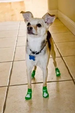 A small dog standing on a tile floor in green socks