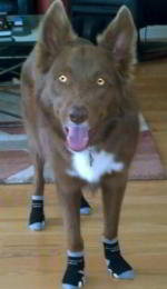 Beau the Border Collie Kelpie Mix wears Dog Socks
