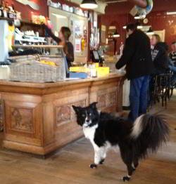 Border Collie Tap Wears Non Slip Dog Socks to the Cafe