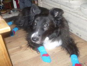 Daisy in Power Paws Socks for Dogs