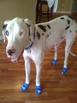 Great Dane in No Slip Dog Socks