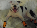 Dog Sock Wearer