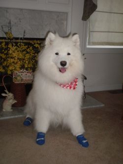 Non Slip Dog Socks for Samoyad with Arthritis