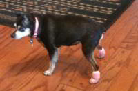Lil Bit in Pink Dog Socks
