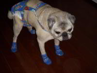 Milo the Pug in NonSlip Dog Socks, Power Paws