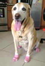  Molly the Dog in Pink Power Paws