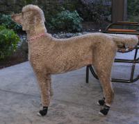 Standard Poodle Morgan Wears Non Slip Dog Socks to the Cafe