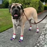 Sherman The Therapy Dog